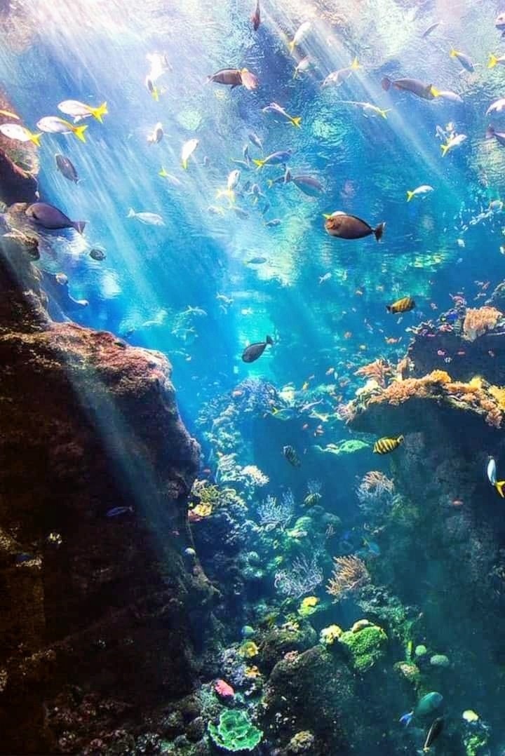 Oceano
